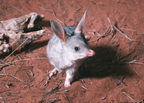 Greater_Bilby_(H_Hughes/Australian_Museum)_460